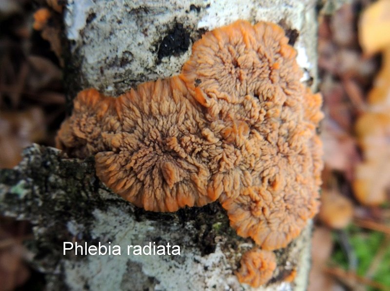 Phlebia radiata-amf1428.jpg - Phlebia radiata ; Syn1: Phlebia merismoides ; Syn2: Phlebia aurantiaca var.radiata ; Non français: Phlébie rayonnante